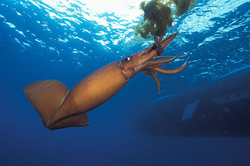 魷魚的烘干也可以使用空氣能熱泵哦！